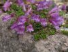 Show product details for Penstemon davidsonii microphyllus